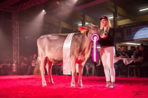 Rinderchampion Calvin 